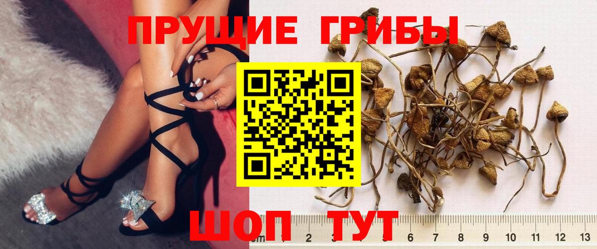 Солнечногорск  Псилоцибиновые грибы GOLDEN TEACHER  сколько стоит  Вход с VPN  Псилоцибиновые грибы Magic Shrooms 